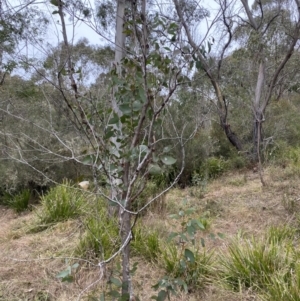 Eucalyptus stellulata at Mongarlowe, NSW - 27 Jun 2023
