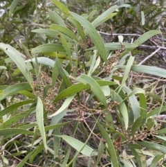 Acacia melanoxylon (Blackwood) at Mongarlowe River - 27 Jun 2023 by Tapirlord