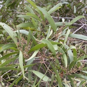 Acacia melanoxylon at Mongarlowe, NSW - 27 Jun 2023