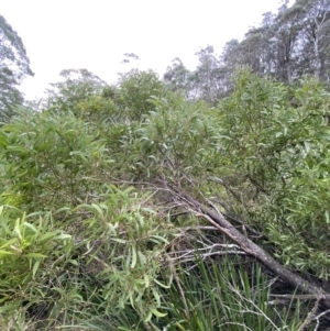 Acacia melanoxylon at Mongarlowe, NSW - 27 Jun 2023