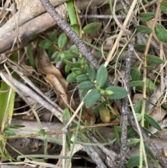 Pimelea curviflora var. gracilis (Curved Rice-flower) at Mongarlowe, NSW - 27 Jun 2023 by Tapirlord