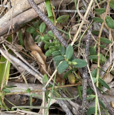 Pimelea curviflora var. gracilis (Curved Rice-flower) at Mongarlowe River - 27 Jun 2023 by Tapirlord