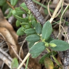 Pimelea curviflora var. gracilis at Mongarlowe, NSW - 27 Jun 2023