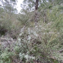 Leptospermum lanigerum (Woolly Teatree) at Mongarlowe, NSW - 27 Jun 2023 by Tapirlord