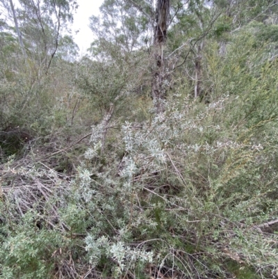 Leptospermum lanigerum (Woolly Teatree) at Mongarlowe River - 27 Jun 2023 by Tapirlord