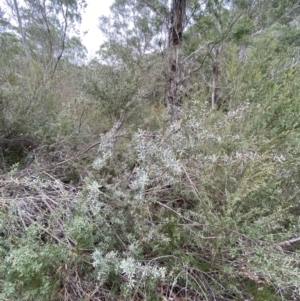 Leptospermum lanigerum at Mongarlowe, NSW - suppressed