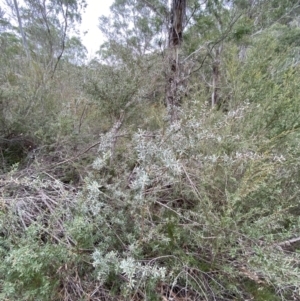 Leptospermum lanigerum at Mongarlowe, NSW - 27 Jun 2023