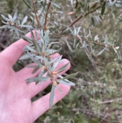 Leptospermum lanigerum at Mongarlowe, NSW - 27 Jun 2023