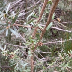 Leptospermum lanigerum at Mongarlowe, NSW - 27 Jun 2023