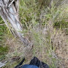 Leptospermum obovatum (River Tea Tree) at Mongarlowe River - 27 Jun 2023 by Tapirlord