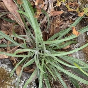 Senecio quadridentatus at Mongarlowe, NSW - 27 Jun 2023