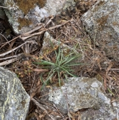 Senecio quadridentatus at Mongarlowe, NSW - 27 Jun 2023