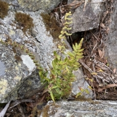 Pellaea calidirupium (Hot Rock Fern) at Mongarlowe, NSW - 27 Jun 2023 by Tapirlord