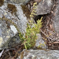 Pellaea calidirupium at Mongarlowe, NSW - 27 Jun 2023