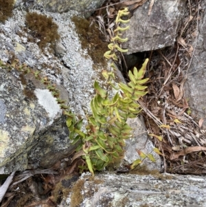 Pellaea calidirupium at Mongarlowe, NSW - 27 Jun 2023