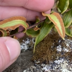Pellaea calidirupium at Mongarlowe, NSW - 27 Jun 2023