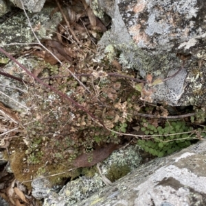 Adiantum aethiopicum at Mongarlowe, NSW - 27 Jun 2023