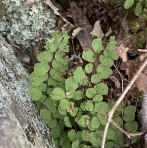 Adiantum aethiopicum at Mongarlowe, NSW - 27 Jun 2023