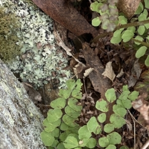 Adiantum aethiopicum at Mongarlowe, NSW - 27 Jun 2023