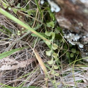 Asplenium flabellifolium at Mongarlowe, NSW - 27 Jun 2023