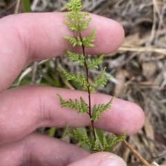 Cheilanthes sieberi subsp. sieberi (Mulga Rock Fern) at Mongarlowe, NSW - 27 Jun 2023 by Tapirlord