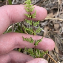 Cheilanthes sieberi subsp. sieberi (Narrow Rock Fern) at QPRC LGA - 27 Jun 2023 by Tapirlord