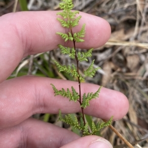 Cheilanthes sieberi subsp. sieberi at Mongarlowe, NSW - 27 Jun 2023