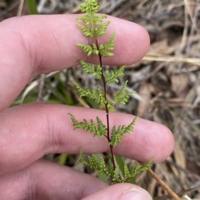 Cheilanthes sieberi subsp. sieberi (Mulga Rock Fern) at Mongarlowe, NSW - 27 Jun 2023 by Tapirlord