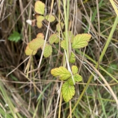Rubus parvifolius (Native Raspberry) at QPRC LGA - 27 Jun 2023 by Tapirlord
