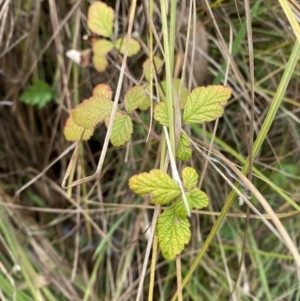 Rubus parvifolius at Mongarlowe, NSW - suppressed