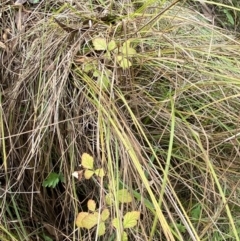 Rubus parvifolius at Mongarlowe, NSW - 27 Jun 2023