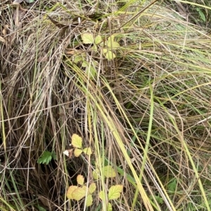 Rubus parvifolius at Mongarlowe, NSW - 27 Jun 2023