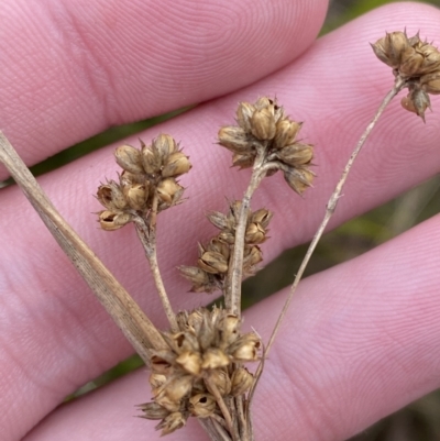 Juncus vaginatus (Clustered Rush) at Mongarlowe River - 27 Jun 2023 by Tapirlord