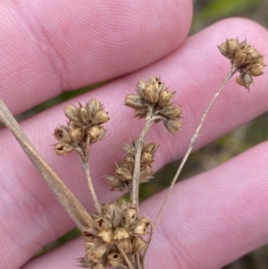 Juncus vaginatus at Mongarlowe, NSW - suppressed