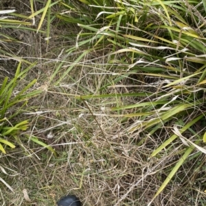 Juncus vaginatus at Mongarlowe, NSW - suppressed