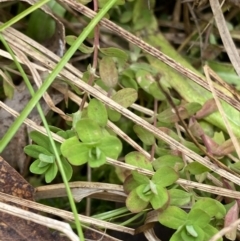 Hypericum japonicum (Creeping St John's Wort) at Mongarlowe River - 27 Jun 2023 by Tapirlord