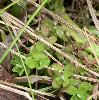 Hypericum japonicum (Creeping St John's Wort) at Mongarlowe, NSW - 27 Jun 2023 by Tapirlord