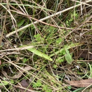 Hypericum japonicum at Mongarlowe, NSW - suppressed