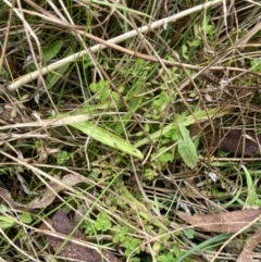 Hypericum japonicum at Mongarlowe, NSW - suppressed