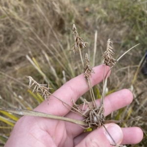 Cyperus lucidus at Mongarlowe, NSW - 27 Jun 2023