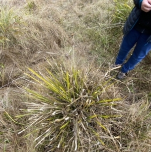 Cyperus lucidus at Mongarlowe, NSW - 27 Jun 2023