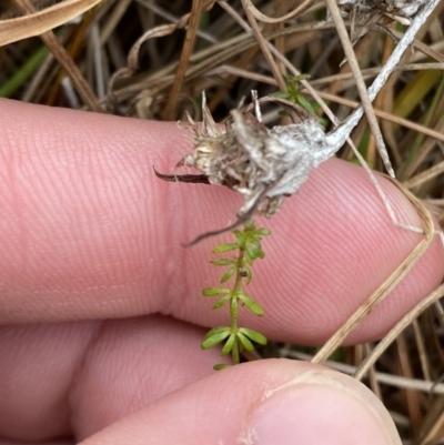 Asperula conferta (Common Woodruff) at Mongarlowe, NSW - 27 Jun 2023 by Tapirlord