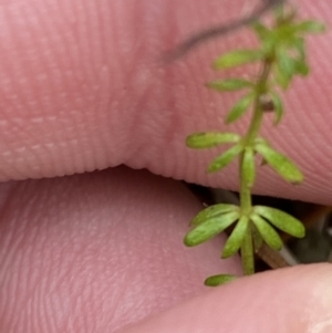 Asperula conferta at Mongarlowe, NSW - 27 Jun 2023