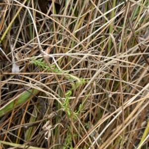 Asperula conferta at Mongarlowe, NSW - 27 Jun 2023