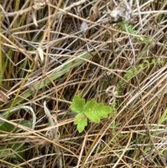 Ranunculus lappaceus (Australian Buttercup) at Mongarlowe River - 27 Jun 2023 by Tapirlord