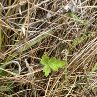 Ranunculus lappaceus (Australian Buttercup) at Mongarlowe, NSW - 27 Jun 2023 by Tapirlord