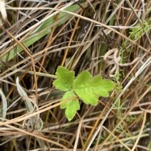 Ranunculus lappaceus at Mongarlowe, NSW - 27 Jun 2023