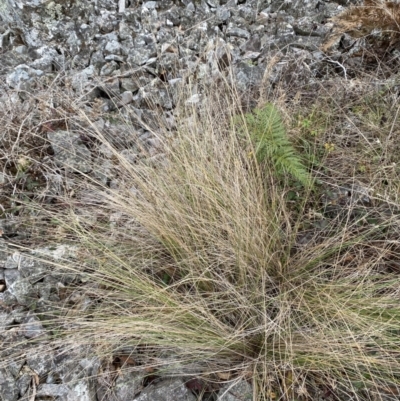 Poa labillardierei (Common Tussock Grass, River Tussock Grass) at Mongarlowe River - 27 Jun 2023 by Tapirlord