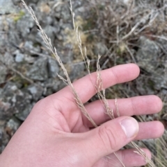 Poa labillardierei at Mongarlowe, NSW - suppressed