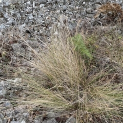 Poa labillardierei at Mongarlowe, NSW - 27 Jun 2023